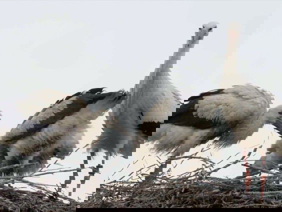 De camera's van Beleef de Lente gaan weer aan!