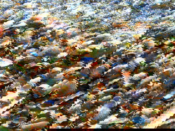 Schelpen tegen oprukkende watercrassula