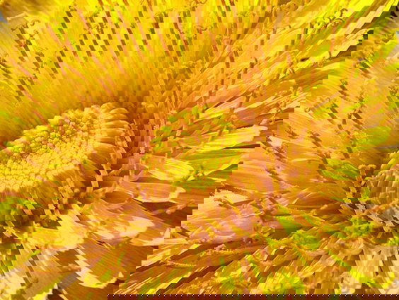 Paardenbloem veel nuttiger dan je denkt