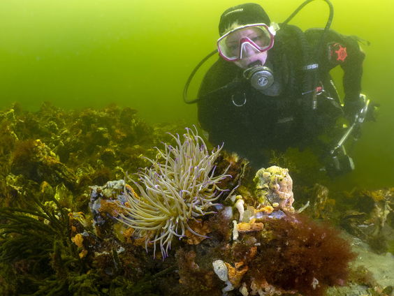 Anemonen: de bloemen van de zee