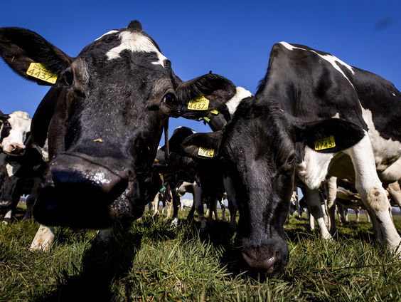 Oproer over stikstofcrisis