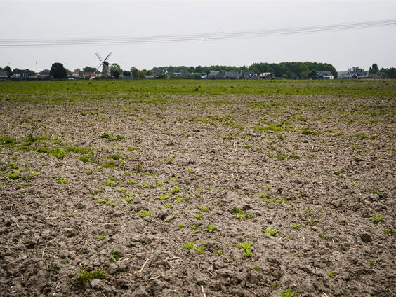 Verzilting bodem steeds groter probleem voor akkerbouwers
