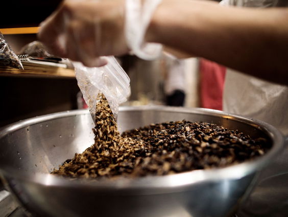 Alternatieve eiwitten: insecten!