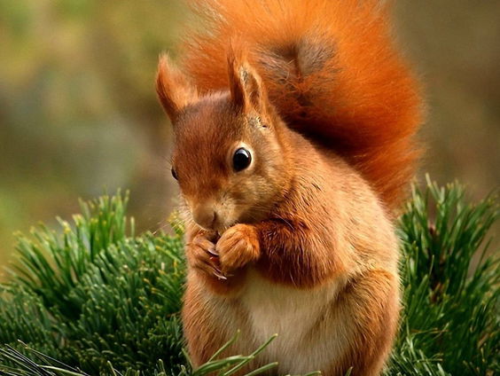 Terug naar Toen: Vandaag in 1999 was de dag dat KLM Cargo 440 Noord-Amerikaanse eekhoorns liet afmaken