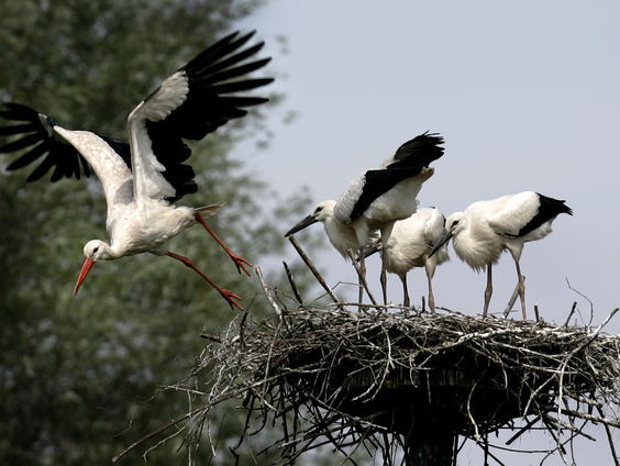 Vogelgriep bij ooievaars: kan de populatie een stootje hebben?