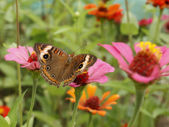 Waar komen de distelvlinders ineens vandaan?