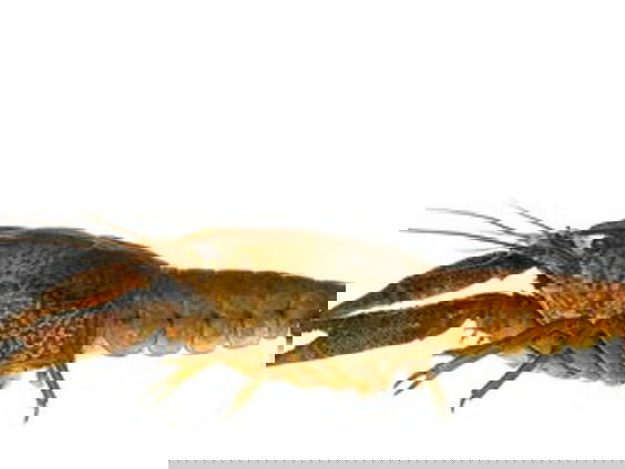 De marmerkreeft, een destructieve superkreeft