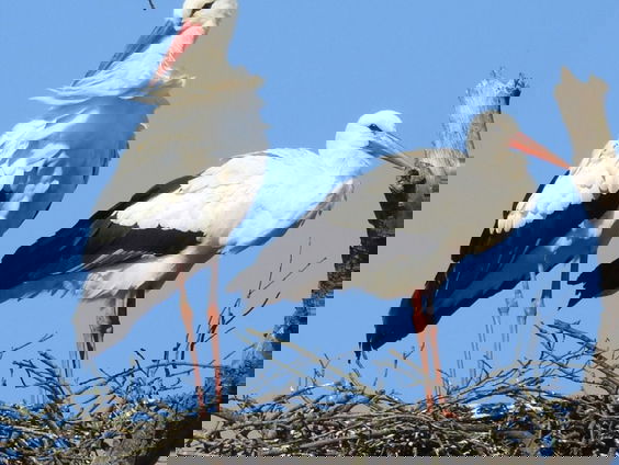 Fenolijn 20 februari 2022