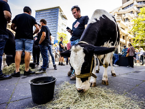 Boeren met koeien bij de Tweede Kamer: hoe effectief zijn deze protestacties?