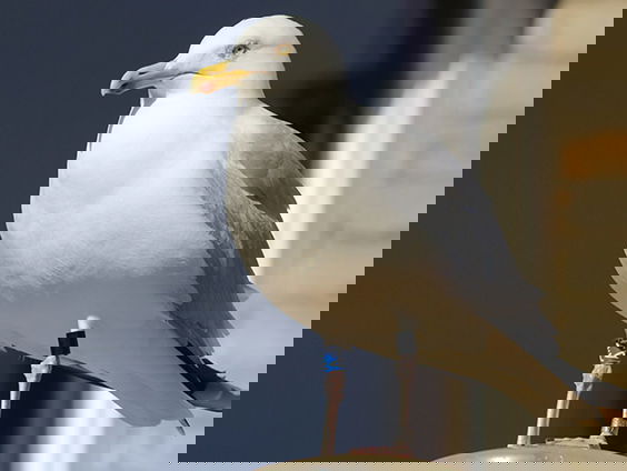 Groeit de meeuwenpopulatie daadwerkelijk?