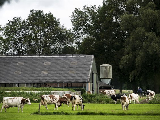 Stand.nl: Het kabinet moet compromisloos vasthouden aan de strenge stikstofplannen