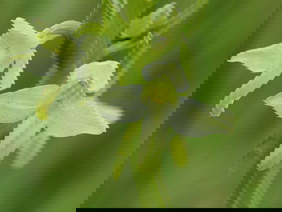 Fenolijn 12 juni 2022