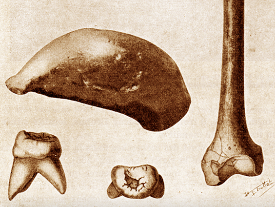 Schedelkapje, dijbeen en kies van homo erectus terug naar Indonesië?