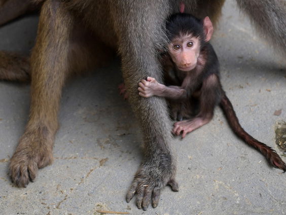 Groepsdruk of puur natuur?