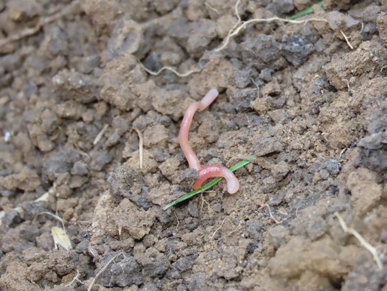 'Lood in de bodem kan gevaarlijk zijn voor kinderen'