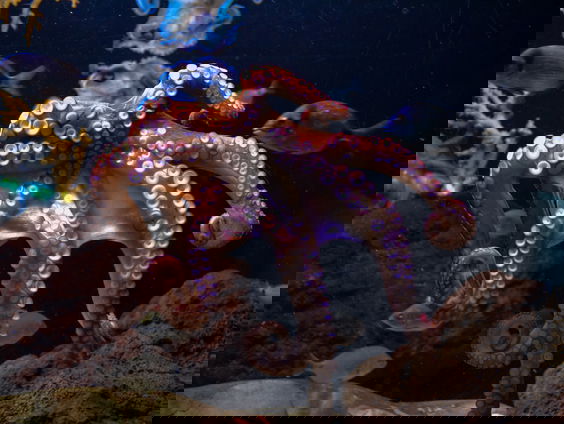 Dierenorganisaties niet blij met kweken van octopussen voor verkoop