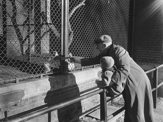 Oorlog in de dierentuin