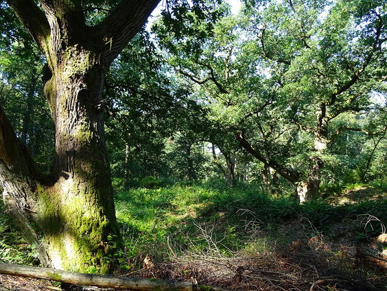 Staatsbosbeheer let strenger op 'bosrovers'