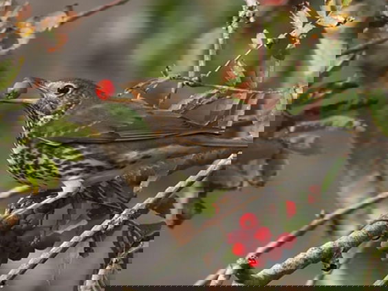 Fenolijn 30 januari 2022