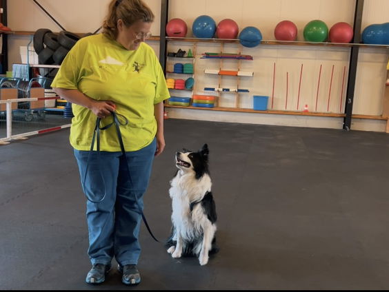 Positief trainen bij Jeroen Oomen: beloning voor mens & hond