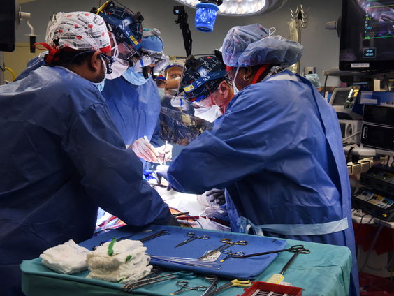 Man overleed na transplantatie varkenshart: hart had virus