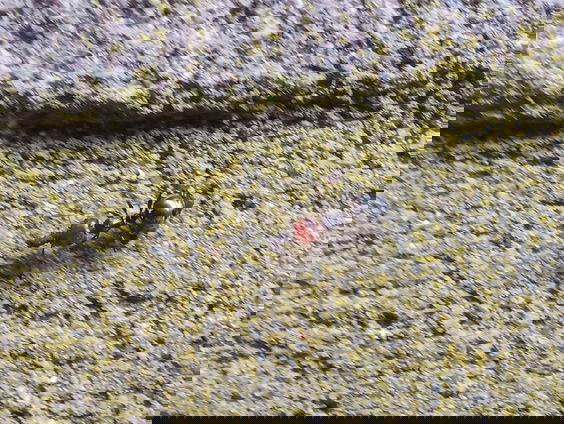 Schorpioenmieren liften mee naar Nederland