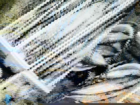 'Strippen' van vissen verkozen tot eufemisme van 2021