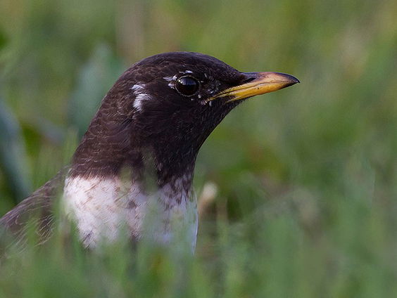 Raapzaad, de fenolijn en alle overige onderwerpen