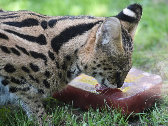 Is een verbod op exotische huisdieren een goed idee?