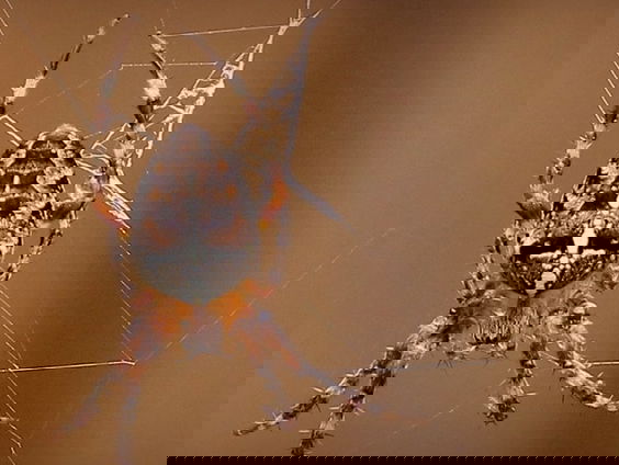 Fenolijn 7 augustus 2022