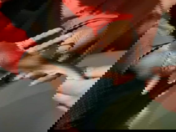 Waddenzee kraamkamer voor ruwe haaien