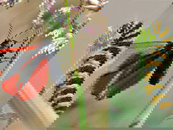 Fenolijn 5 juni 2022