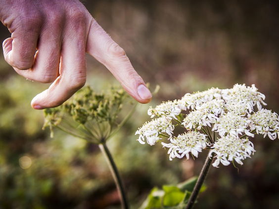 De reuzenberenklauw rukt op maar dat is niet iets om blij mee te zijn.