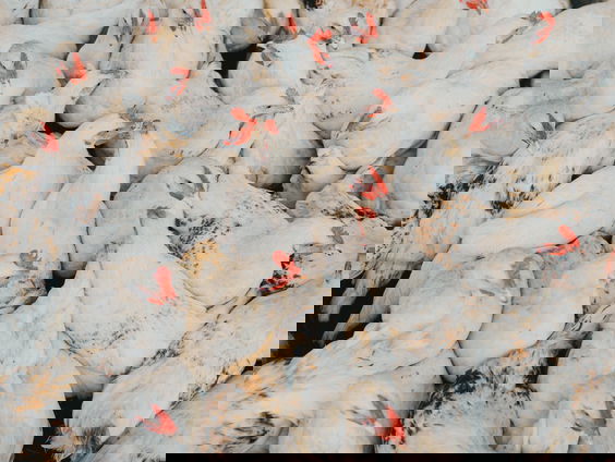 Zembla maakt tweeluik over ernstige stankhinder in Deurne