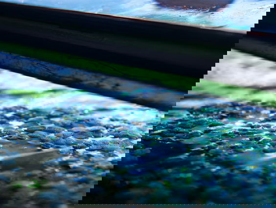 Podwalk universiteit Wageningen geeft inkijkje in de wereld van eiwit