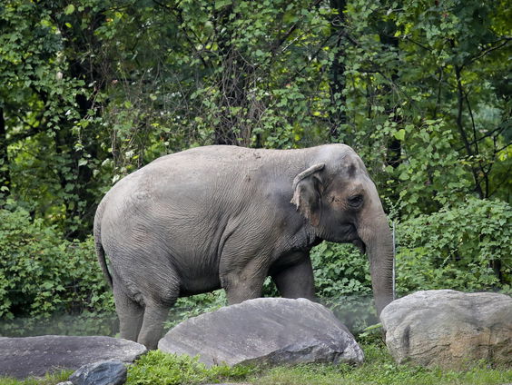 Hoe wordt olifant 'Happy' weer Happy?