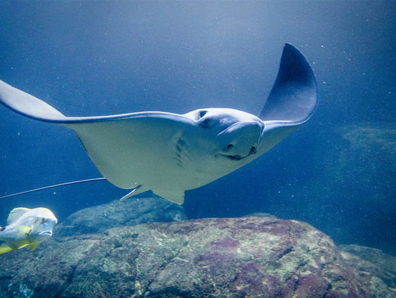 Haaienonderzoeker Guido Leurs zendert zeldzame soort