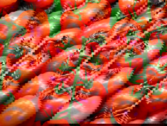 Schrijnende werkomstandigheden in Italiaanse tomatenteelt