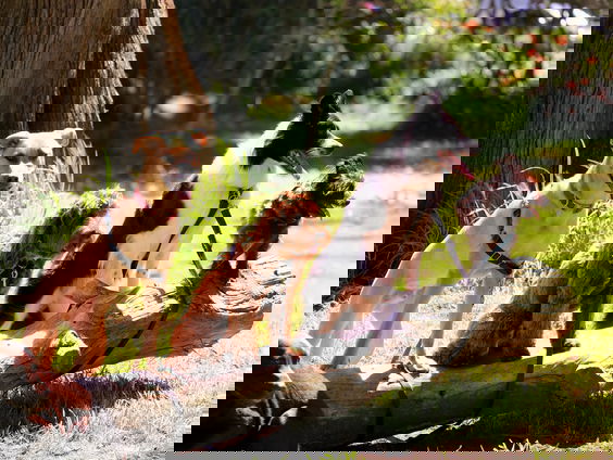 Wat is er nodig om bijtincidenten van honden terug te dringen?