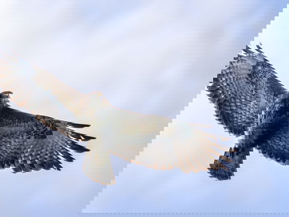 Vallen gruttokuikens ten prooi aan de buizerd?