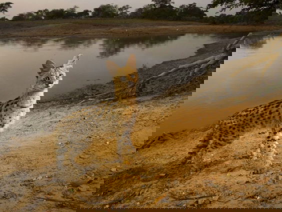 Hoe vang je een ontsnapte serval?