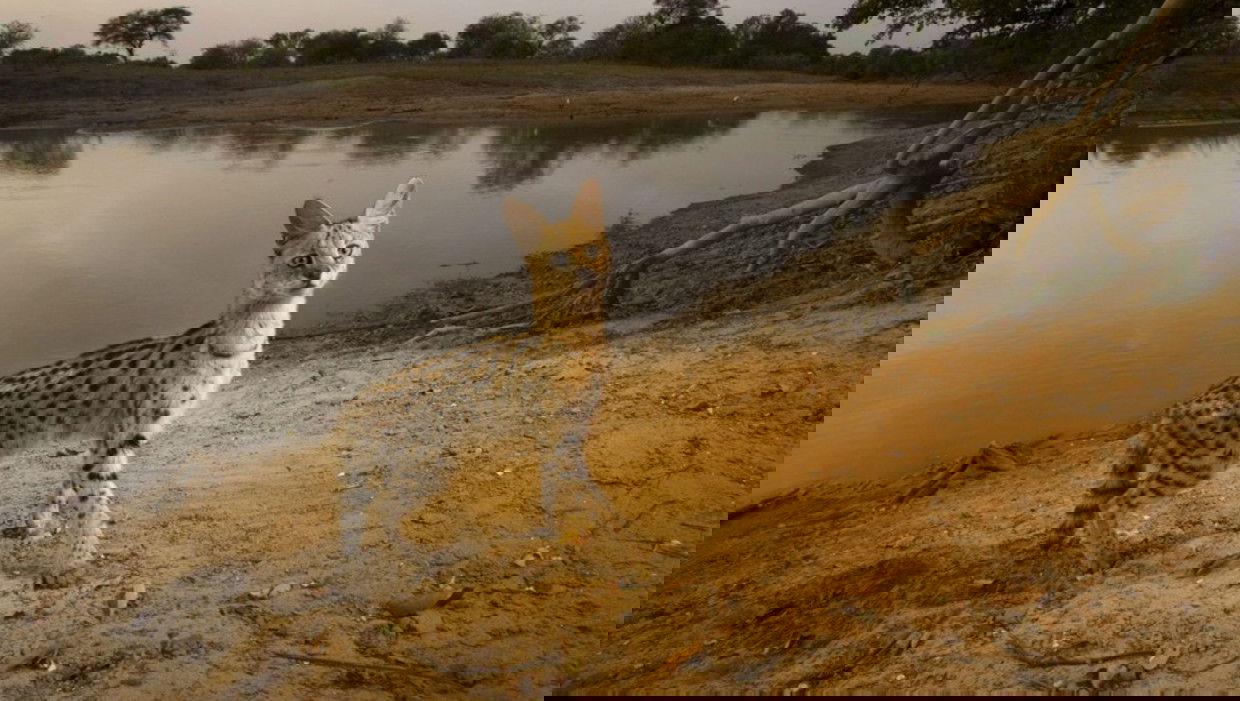 Hoe vang je een ontsnapte serval? | NPO Radio 1