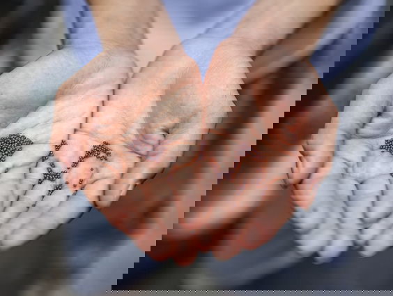 Tekort aan mosterdzaad