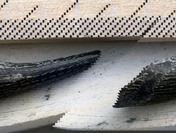 Paleontoloog Anne Schulp over de opgraving van een langnekdinosaurus in de VS