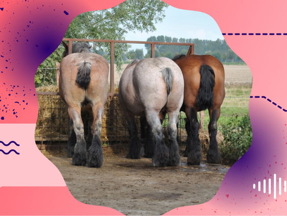 Totaalverbod op couperen van paarden