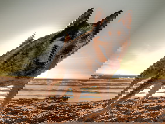 René heeft zelf 21 honden, maar zoekt er nog 700 voor wereldrecord