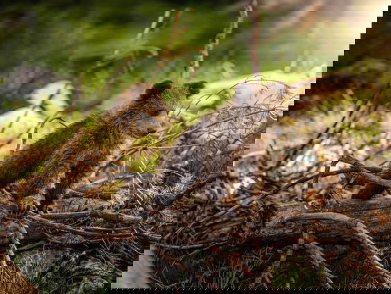 Vermiste welpen van doodgeschoten beer gevonden