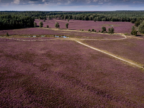 VN: Natuur nog gevoeliger voor stikstof dan gedacht