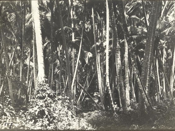 Op zoek naar het verhaal achter de Papoea-kinderen op oude missionarisfoto's