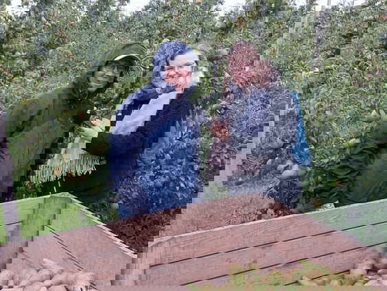 De eerste peren van het fruitseizoen oogsten!